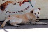29.05.2013 RAWA MAZOWIECKA MIASTO PIES 44638
